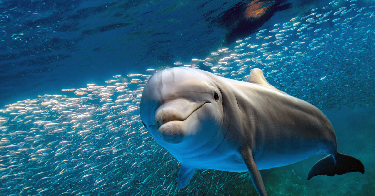 Nager avec des dauphins ou des cétacés : c'est pas de l'écotourisme, loin de là !