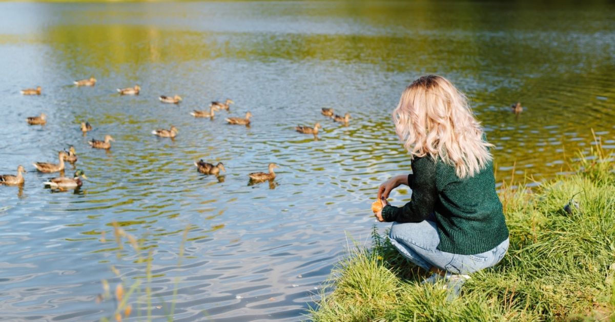 Arrêtons de nourrir les animaux sauvages !