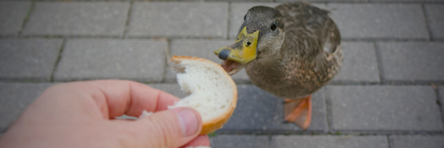 Arretons De Nourrir Les Animaux Sauvages