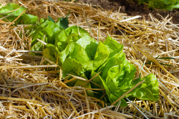 paillage potager