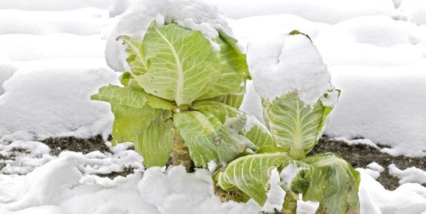 hiver potager enfants