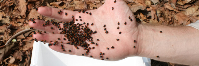 Biocontrôle des  productions agricoles : les insectes vont-ils remplacer les pesticides ?
