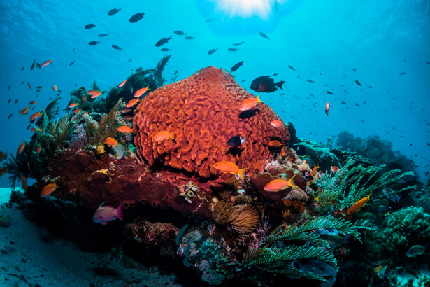 COP14 biodiversité