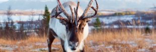 Que deviendra le Père Noël si nous continuons à laisser disparaître les rennes ? Que deviendra le Père Noël si nous continuons à laisser disparaître les rennes ?
