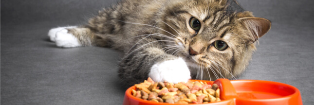 Pourquoi un chat stérilisé a-t-il besoin d’une alimentation spécifique ?