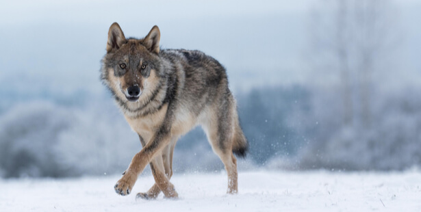 animaux à observer en hiver