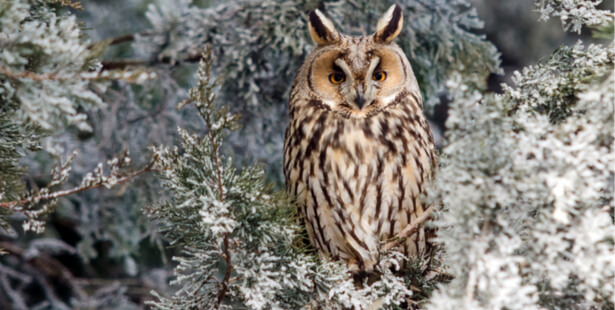 animaux à observer en hiver