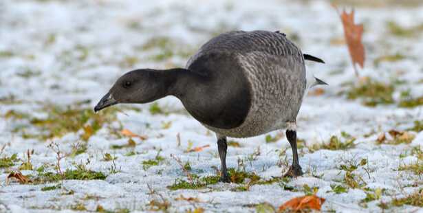 animaux à observer en hiver