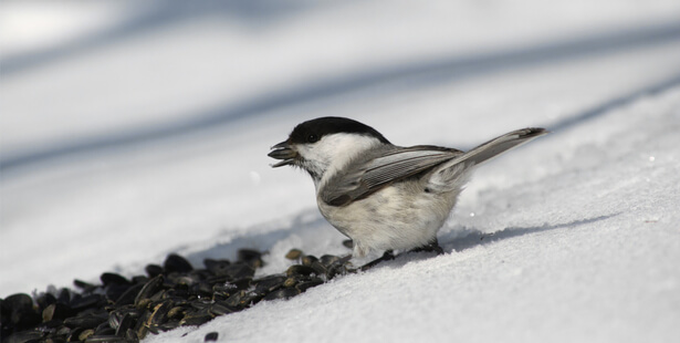 animaux à observer en hiver