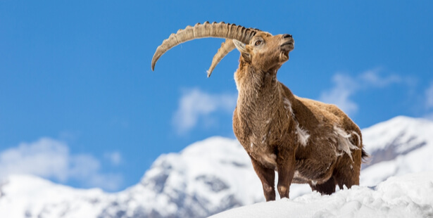 animaux à observer en hiver