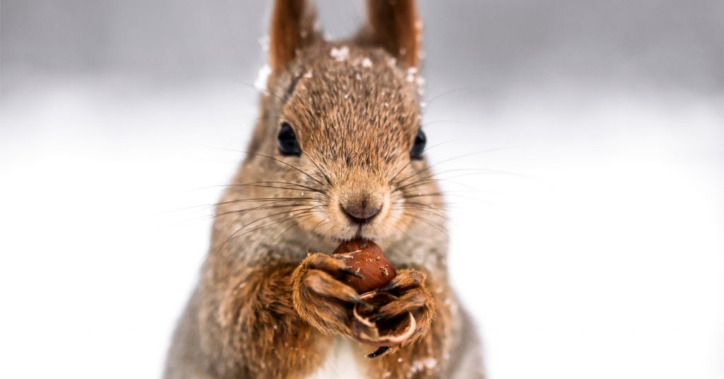 10 animaux à observer cet hiver