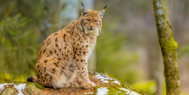 animaux à observer en hiver