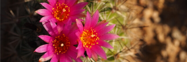 Collectionneurs et trafiquants mettent cactus et succulentes en danger
