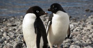 Cadeaux d'animaux : ces mâles qui n'attendent pas Noël pour gâter leur moitié Cadeaux d'animaux : ces mâles qui n'attendent pas Noël pour gâter leur moitié