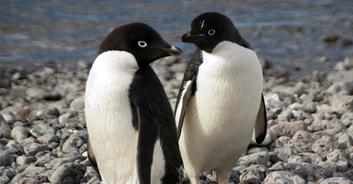 Cadeaux d'animaux : ces mâles qui n'attendent pas Noël pour gâter leur moitié