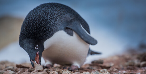 cadeaux animaux