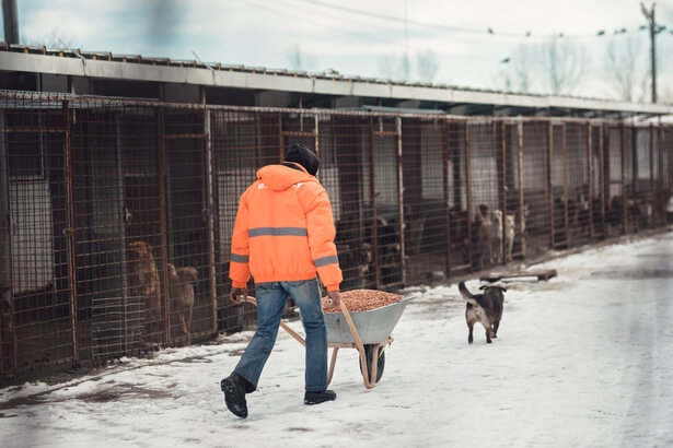 Noël respectueux des animaux