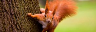 Et, malgré le Brexit, la martre sauva l'écureuil roux