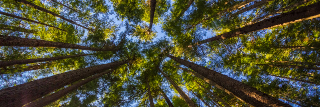 GEDI : le nouvel outil laser pour cartographier la forêt en 3D