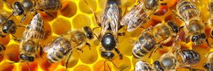 La gelée royale pour soigner la maladie d'Alzheimer ? La gelée royale pour soigner la maladie d'Alzheimer ?