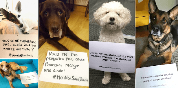 Noël respectueux des animaux