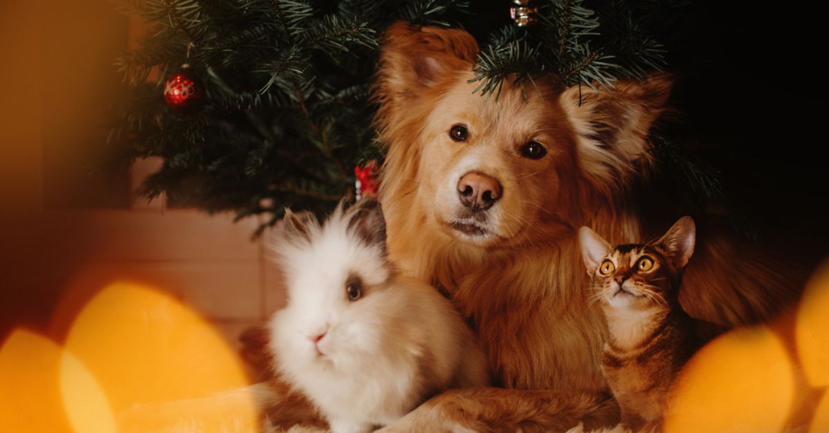 Comment passer un Noël respectueux des animaux ?