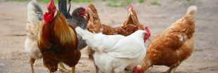 Qu'avons-nous fait à nos poulets en seulement 60 ans d'exploitation ?