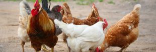Qu'avons-nous fait à nos poulets en seulement 60 ans d'exploitation ? Qu'avons-nous fait à nos poulets en seulement 60 ans d'exploitation ?