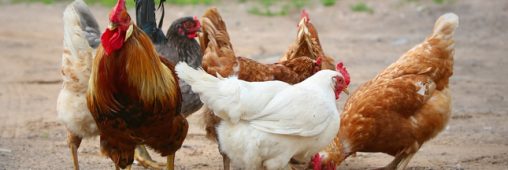 Qu’avons-nous fait à nos poulets en seulement 60 ans d’exploitation ?