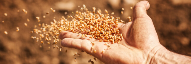 Le Conseil constitutionnel interdit la vente de semences paysannes