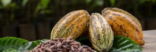 Plantations de cacao : malgré les promesses, la déforestation continue en Afrique