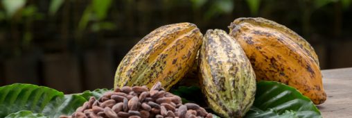 Plantations de cacao : malgré les promesses, la déforestation continue en Afrique