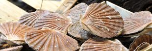 Des nanoparticules de plastique dans les coquilles Saint-Jacques Des nanoparticules de plastique dans les coquilles Saint-Jacques