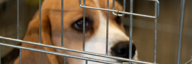 Essais sur les animaux : PETA France appelle à boycotter le Téléthon