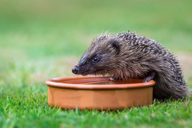 abreuvoir animaux sauvages