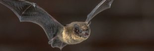 Pourquoi et comment attirer des chauves-souris chez soi ?