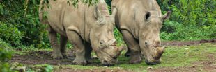Rhinocéros de Java : le prochain grand mammifère à s'éteindre ?