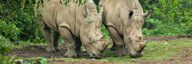 rhinocéros de Java