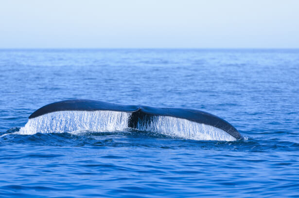 baleine menacee, espèces menacées en France