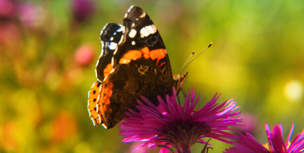 biodiversité françaisde