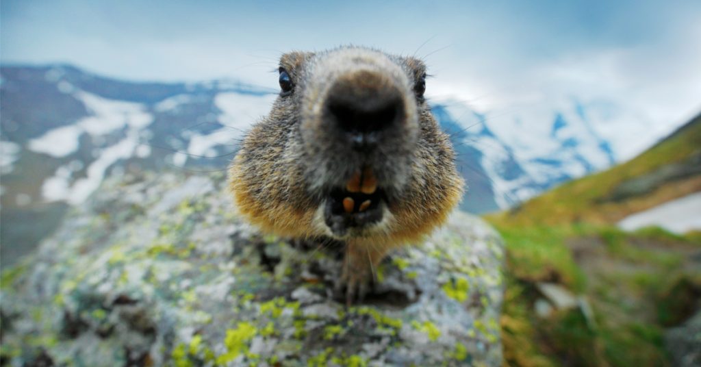 L’essentiel de la biodiversité française en quelques chiffres clés