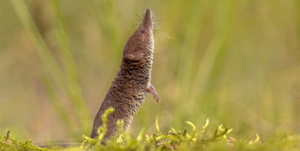 biodiversité française