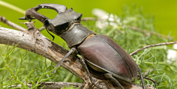 biodiversité française