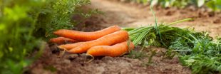 Association de culture : bonnes et mauvaises fréquentations de la carotte