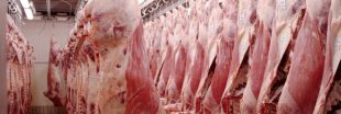 Nouveau scandale sanitaire dans un abattoir en Pologne
