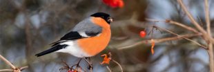 Le comptage national des oiseaux de jardin a lieu ce weekend