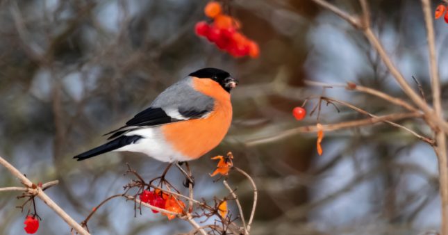Le comptage national des oiseaux de jardin a lieu ce weekend