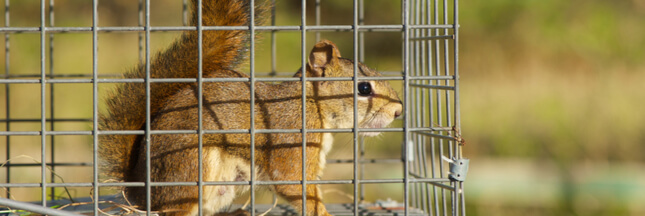 Piégeage d'animaux sauvages : et si on arrêtait de faire n'importe quoi ?