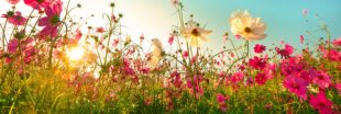 Biodiversité: 15% des fleurs sauvages menacées de disparition en France