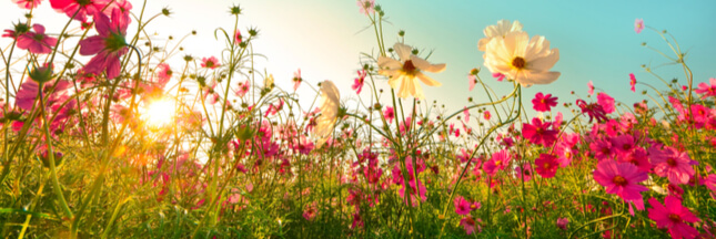 Biodiversité : 15 % des fleurs sauvages menacées de disparition en France